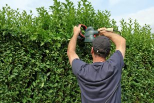 Hecke schneiden » Kosten, Preisbeispiele und mehr