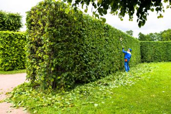 Blogdejust: Wann Darf Man Die Hecke Schneiden