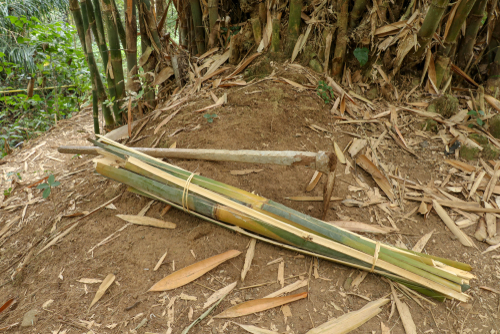 Bambus loswerden