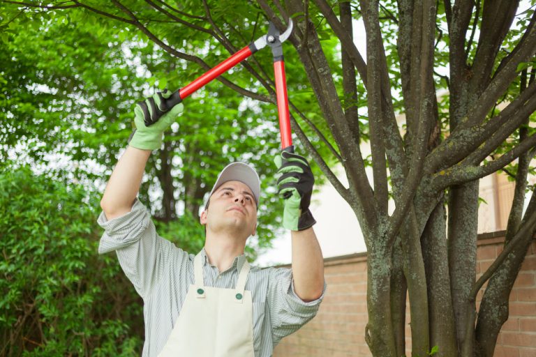 Welcher Baum Kann 60 M Hoch Werden