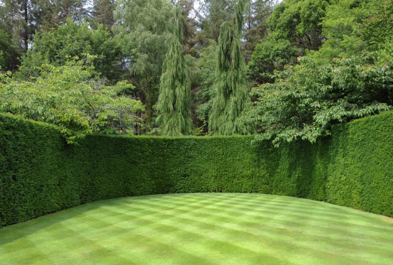 Hecke pflanzen » Kosten und Preisbeispiele