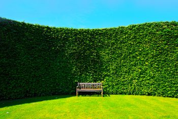 hecke-pflanzen-kosten