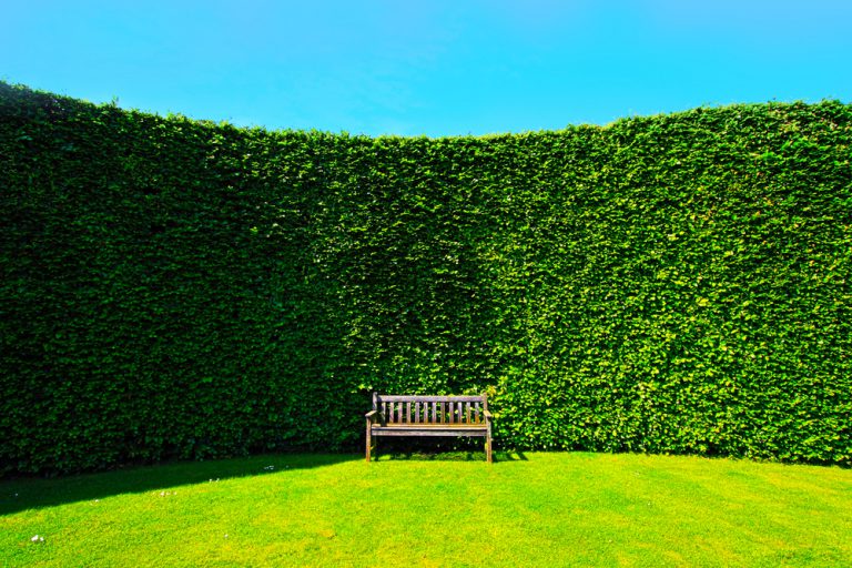 Hecke pflanzen » Kosten und Preisbeispiele