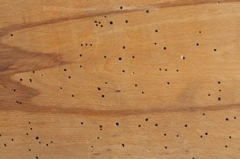 heissluftverfahren-holzwurm-kosten