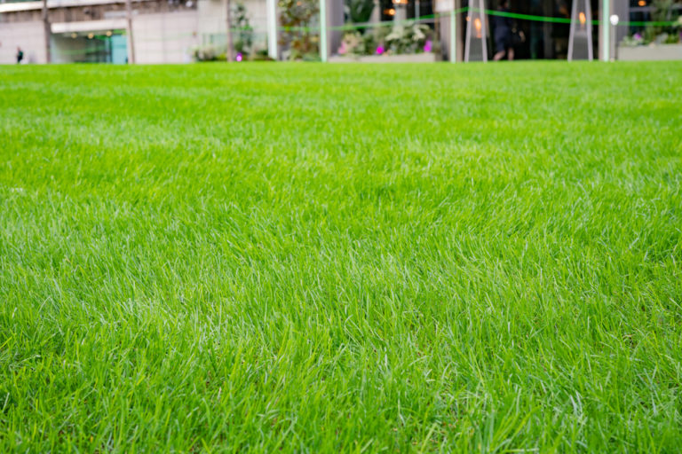 Hecke pflanzen » Kosten und Preisbeispiele