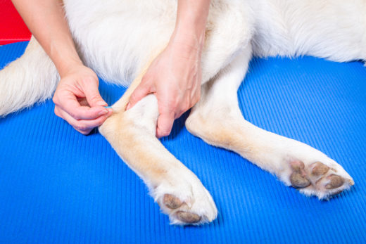 akupunktur-hund-kosten