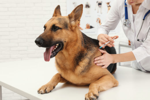 borreliose-impfung-hund-kosten