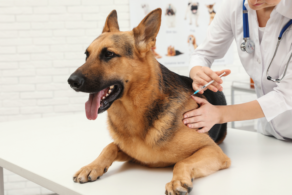 Borreliose Impfung für den Hund » Diese Kosten fallen an