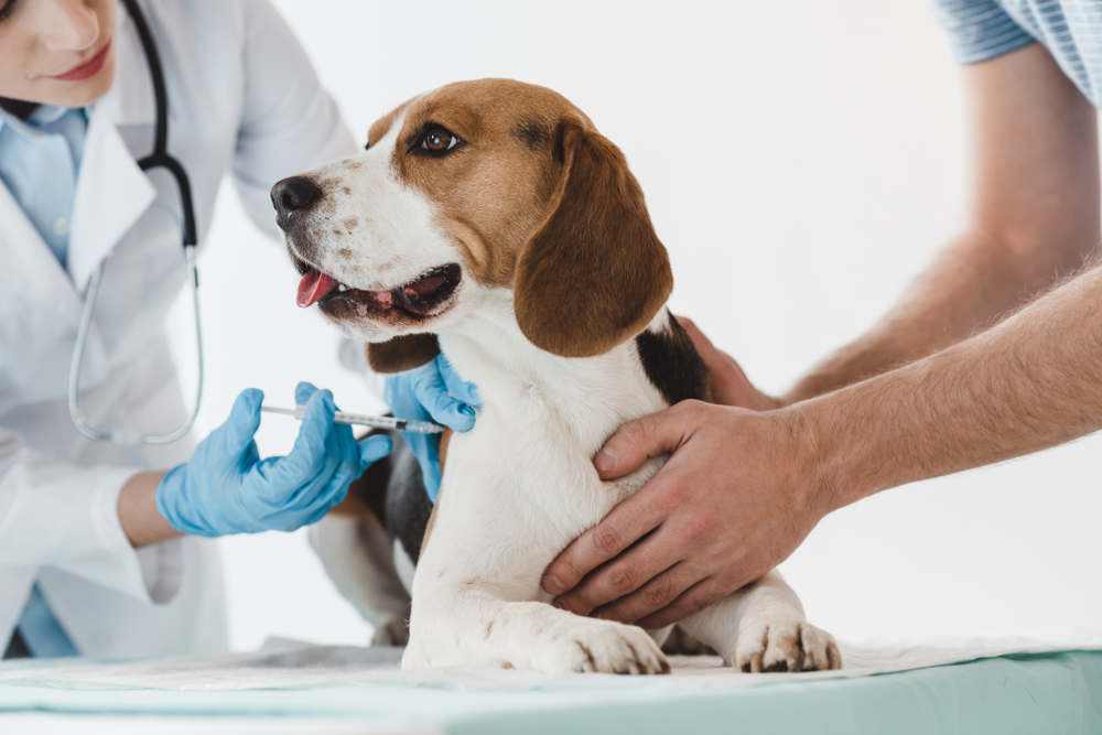 Was kostet die Borreliose-Impfung für den Hund