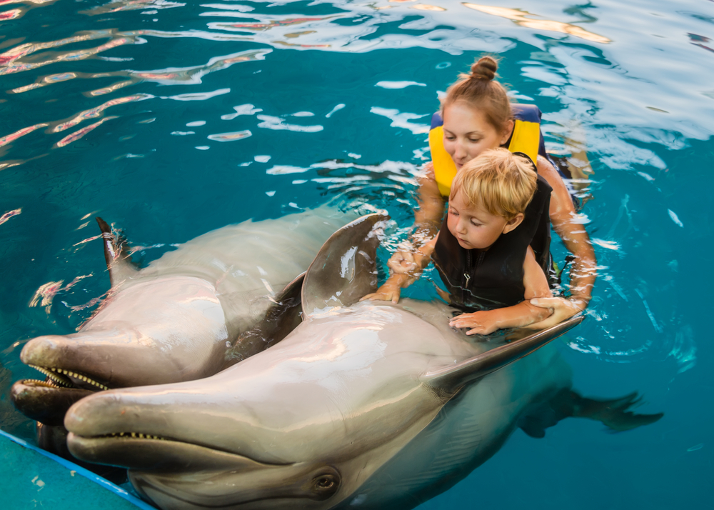 Was kostet eine Delfintherapie