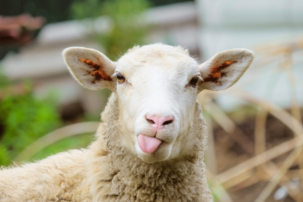 Was kostet es, Schafe zu halten?
