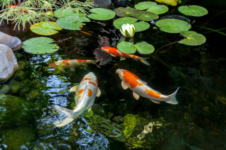 Teich zuschütten » Mit diesen Kosten müssen Sie rechnen