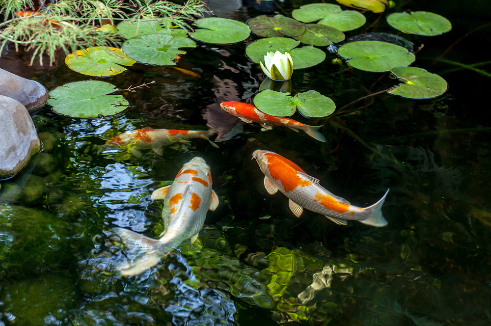 Teich zuschütten » Mit diesen Kosten müssen Sie rechnen