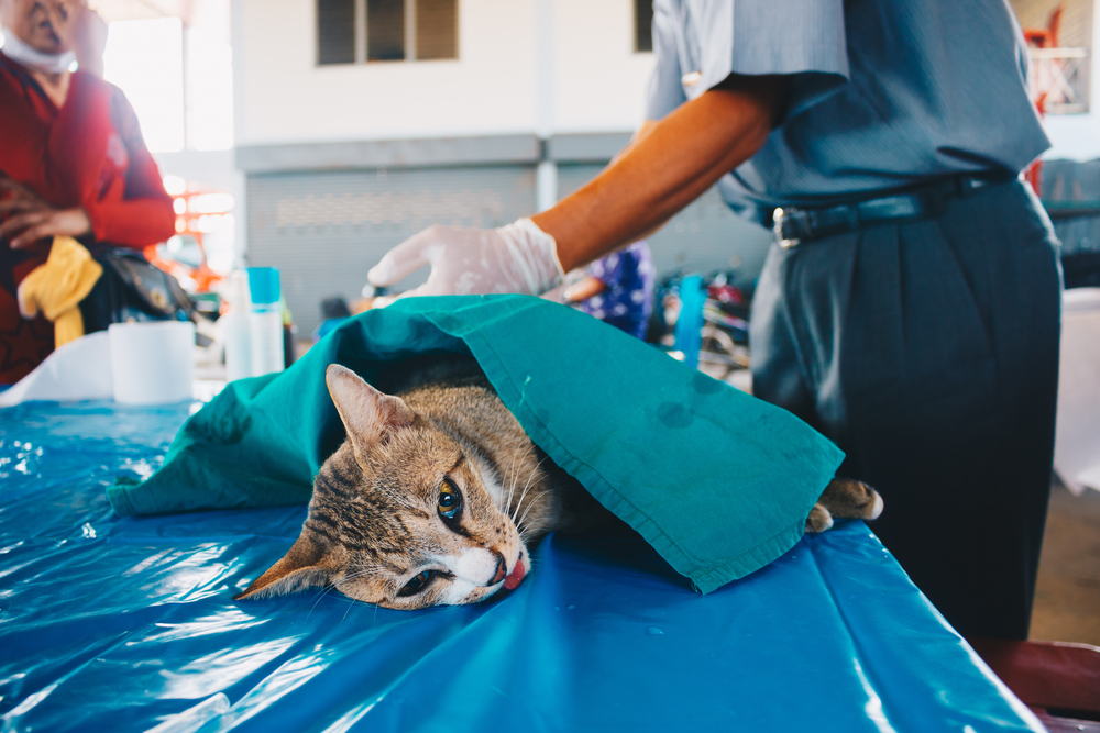 Katze kastrieren » Mit diesen Kosten müssen Sie rechnen