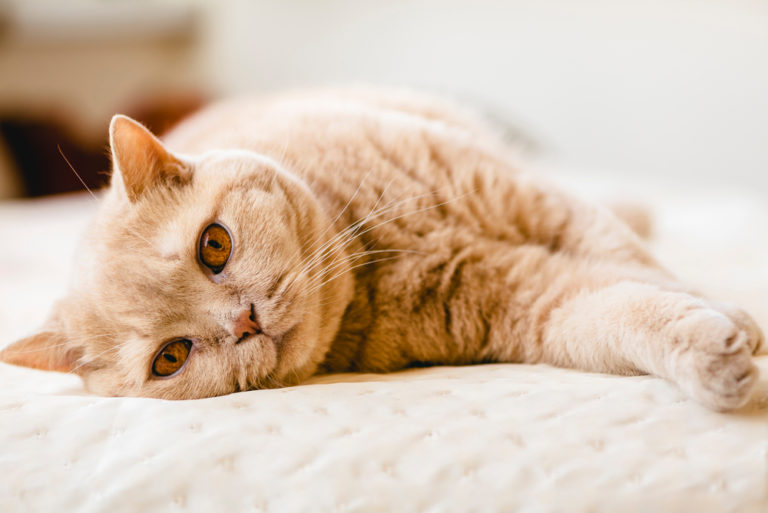 Katze kastrieren » Mit diesen Kosten müssen Sie rechnen