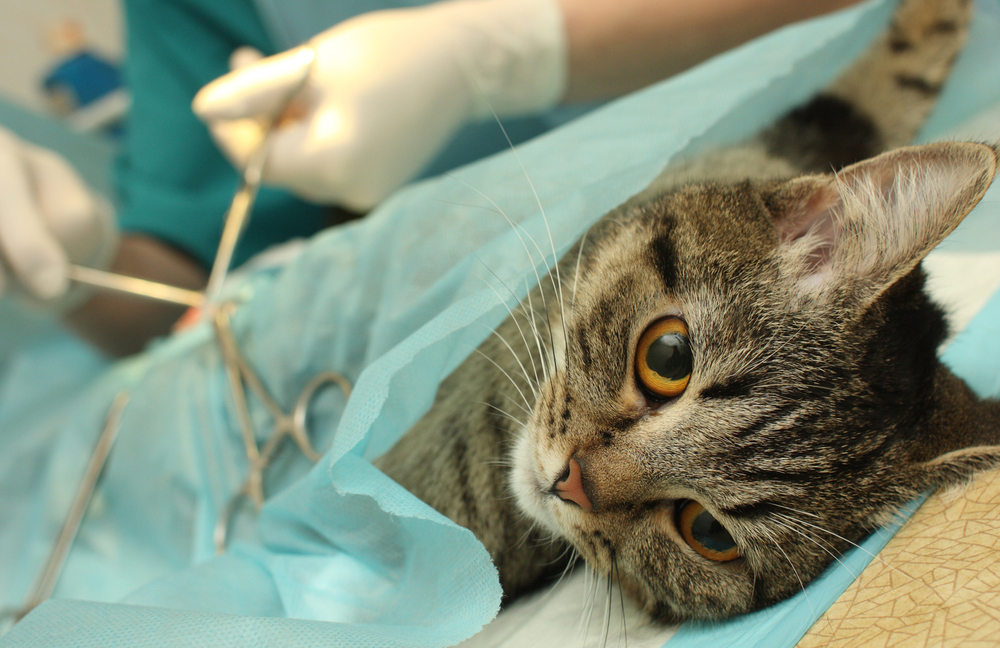 Katze kastrieren » Mit diesen Kosten müssen Sie rechnen