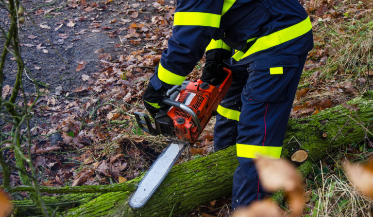 Feuerwehr muss Baum fällen » Mit diesen Kosten müssen Sie